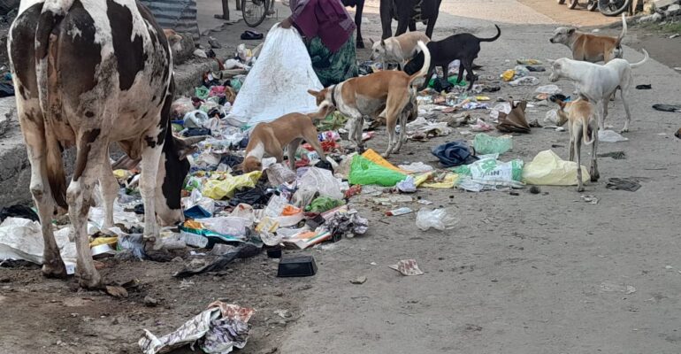 Animal Welfare Through Saviour Foundation